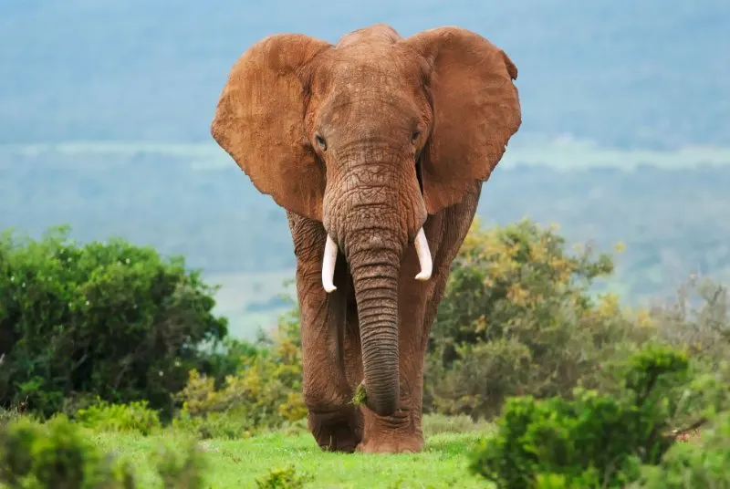 African elephant looking at the camera, front view