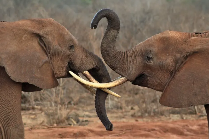 2 African elephants facing each other. One elephant has its trunk up 