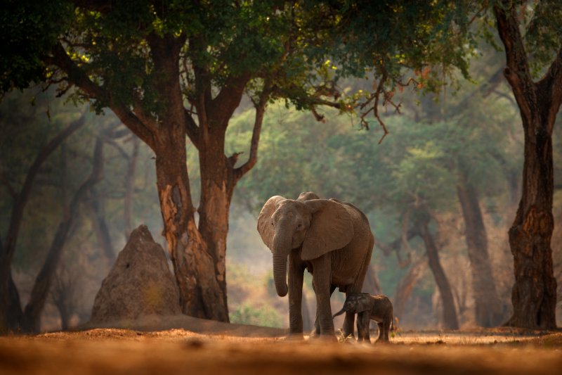 Elephant with young baby in the old forest, evening light