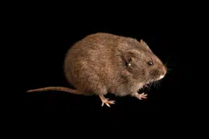 Endangered Species in California You Need to Know 3 Amargosa Vole