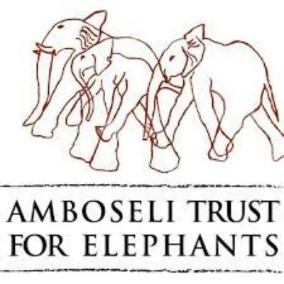 African Elephant: Is This Species Endangered? 9 Amboseli Trust for Elephants logo