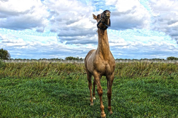 11 Horse Breeds: Different Types of Horses 4 American Quarter Horse