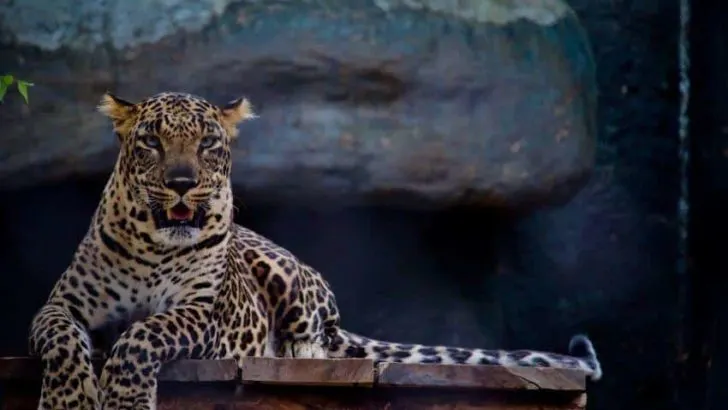 Amur Leopard and Tiger Alliance