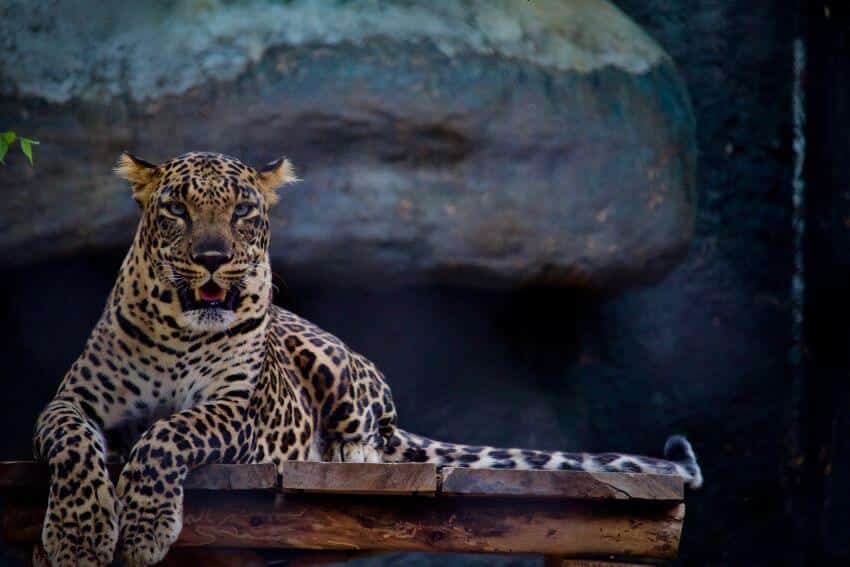 Amur Leopard and Tiger Alliance