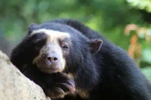 12 Different Types of Bears From Around the World 4 Andean Bear