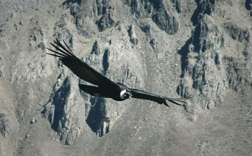 Andean Condor