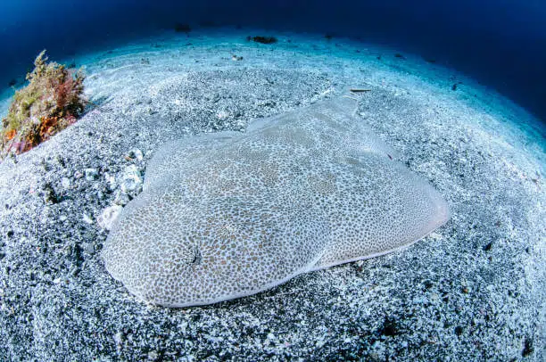 Angel Shark