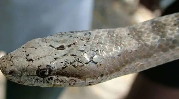 Antiguan Racer