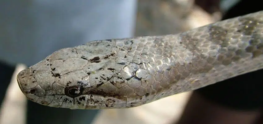 Antiguan Racer: Why Is It Endangered? 1 Antiguan Racer