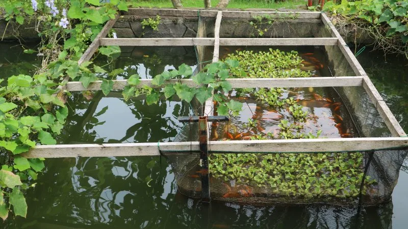 Fish in the Aquaponics pool and plant above the pool