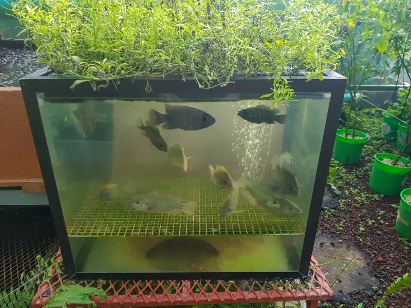 plants growing on the top of the fish tank 