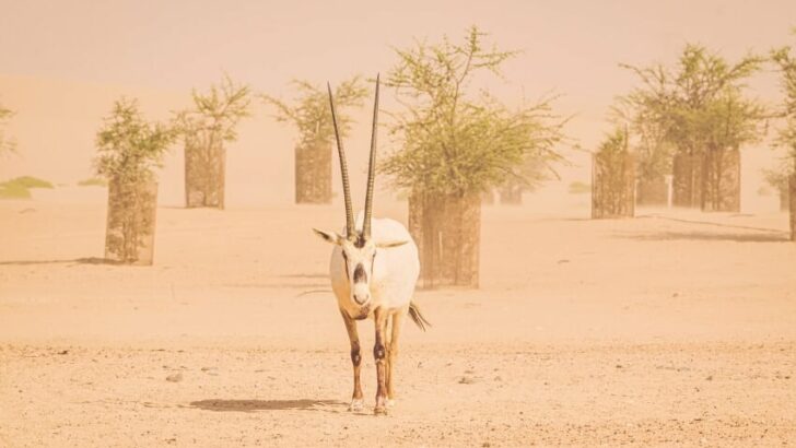 Arabian Oryx