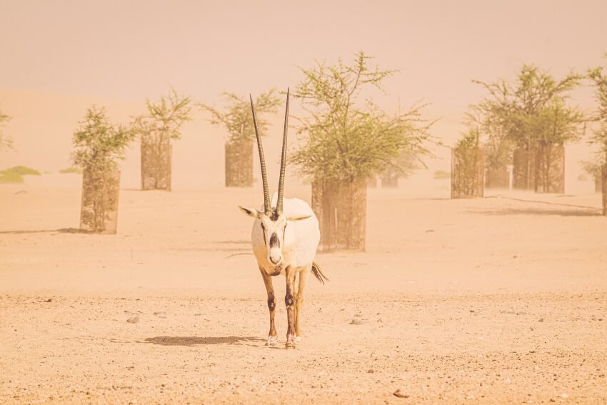 Arabian Oryx: Why Is It Endangered?