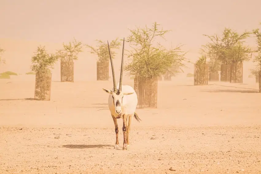 Arabian Oryx: Why Is It Endangered? 3 Arabian Oryx