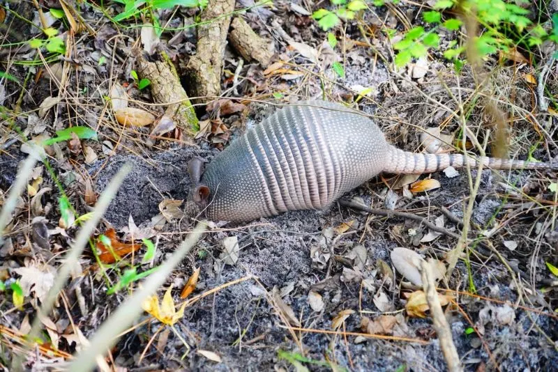 Armadillo is looking for food in grass	