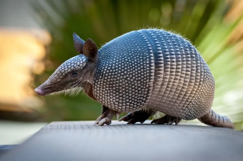 Giant Armadillo: Is This Species Endangered? 2 Giant Armadillo