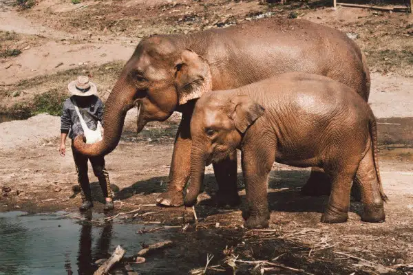 Asian Elephant