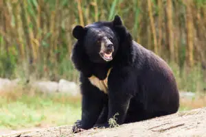 12 Different Types of Bears From Around the World 7 Asiatic Black Bear
