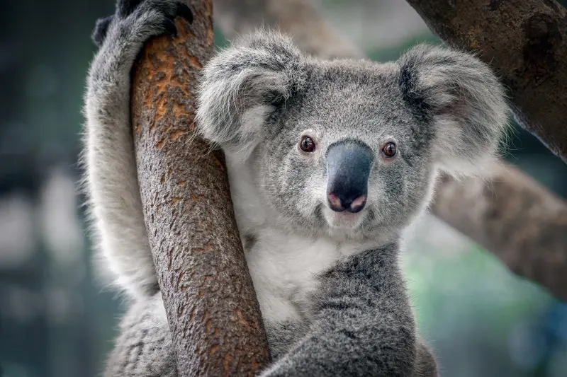 Closeup of Australian Koala 