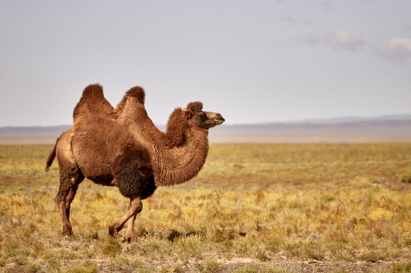  Bactrian Camel walking over the grass 