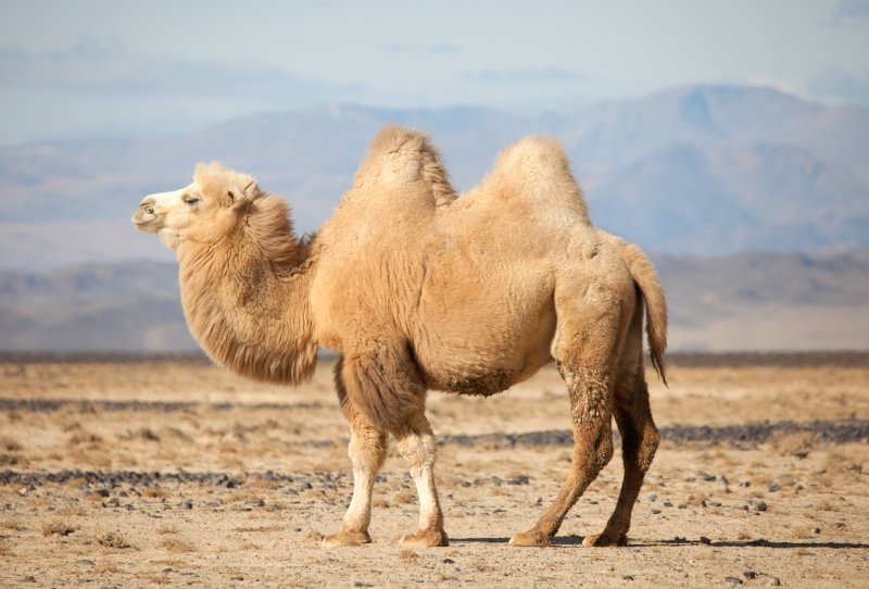 Bactrian Camel standing and looking in the opposite direction