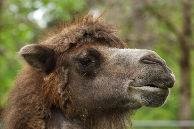 Bactrian Camel , tears from eyes