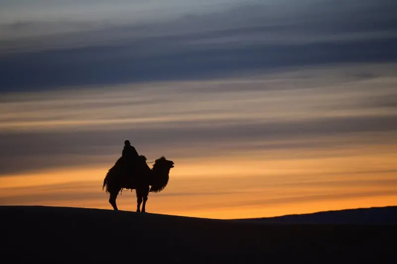 A man sitting over the Bactrian Camels in desert 