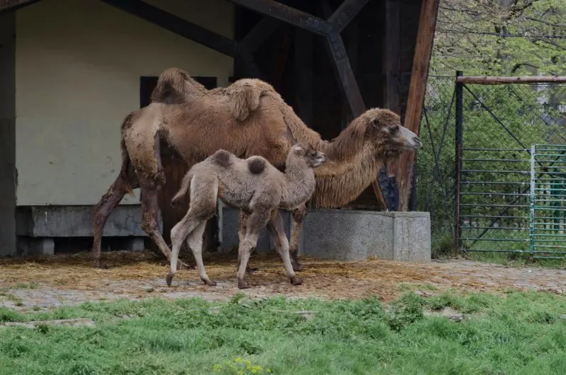 Bactrian camel with her baby, fences, grass