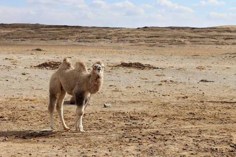 Bactrian camel tied in desert