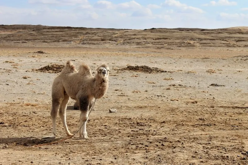 Wild Bactrian Camel: Is This Animal Endangered? 7 Bactrian camel tied in desert