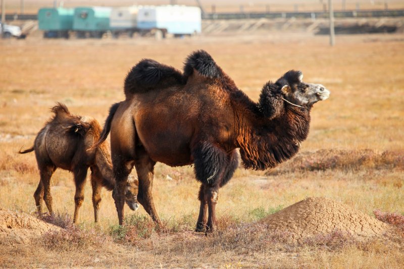 Bactrian camel with her baby standing near a field