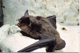 Bat, Gray