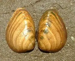 33 Most Threatened and Endangered Species in Florida 2 Bean, Choctaw