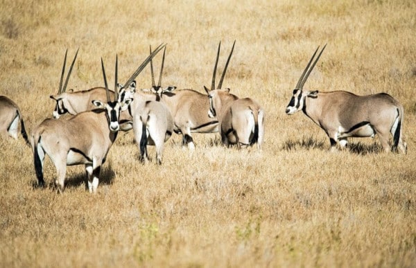 Beisa Oryx