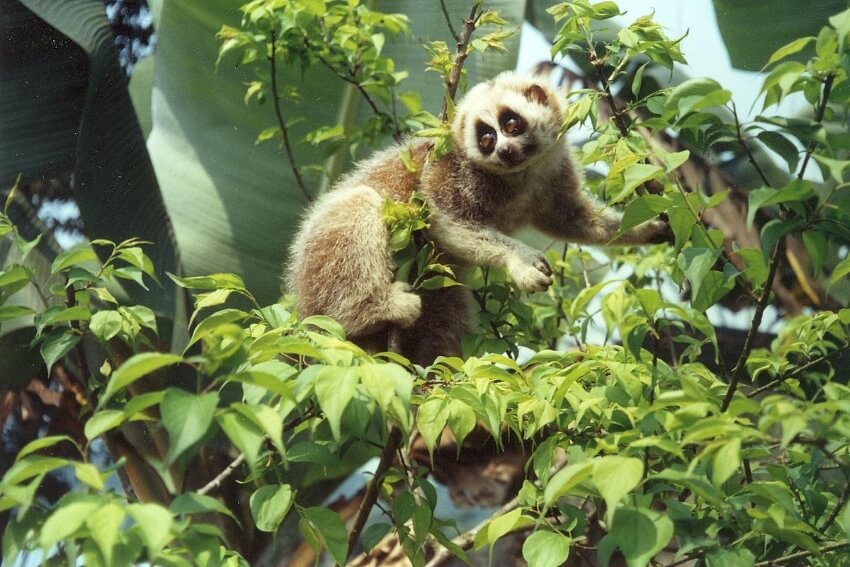 Bengal Slow Loris Hanging on a Tree