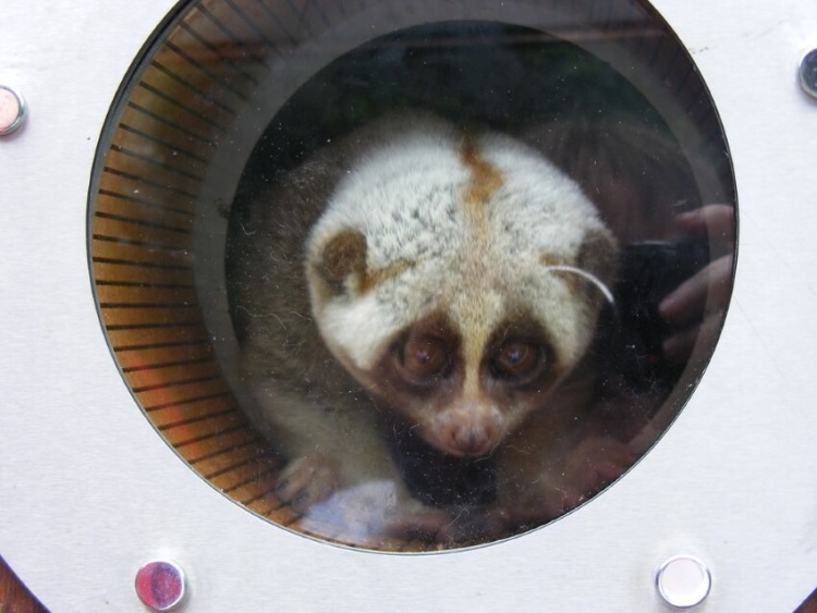 Bengal Slow Loris in Captivity