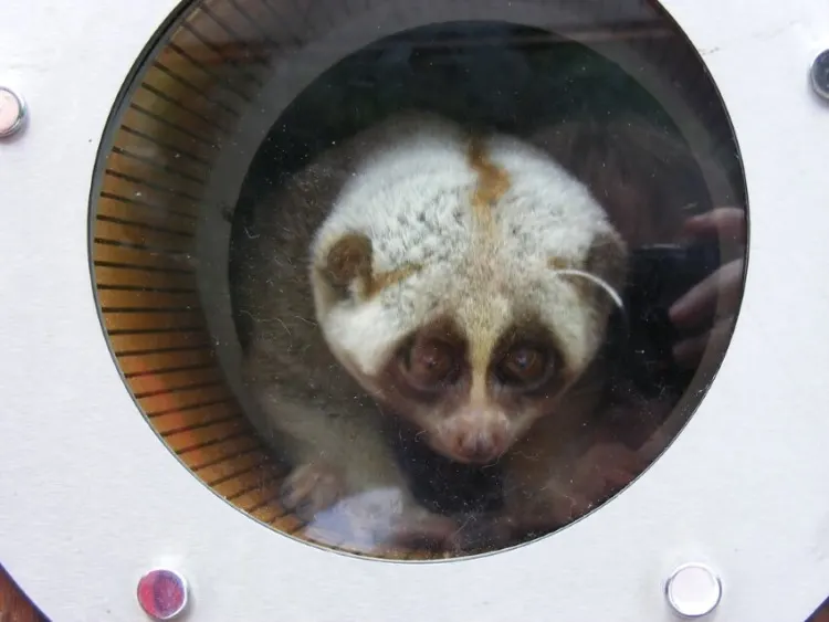 Bengal Slow Loris: Is This Animal Endangered? 2 Bengal Slow Loris in Captivity