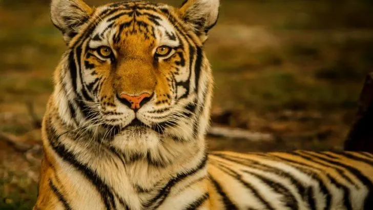 Bengal Tiger