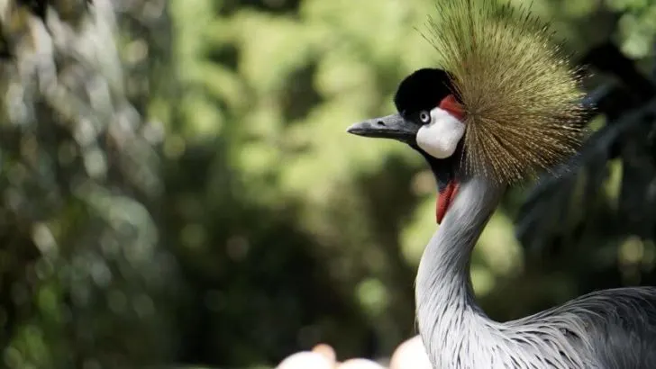 Black Crowned Crane