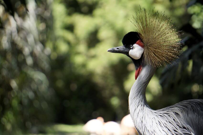 Black Crowned Crane: Why Is It Endangered?