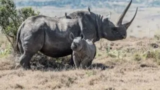 David Shepherd Wildlife Foundation