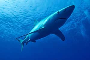 20 Types of Sharks Around the World 19 Blue Shark
