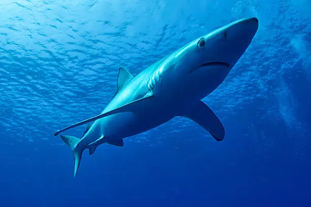Blue Shark