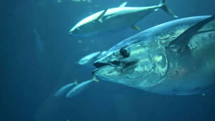 Bluefin Tuna