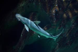 20 Types of Sharks Around the World 16 Bonnethead Shark