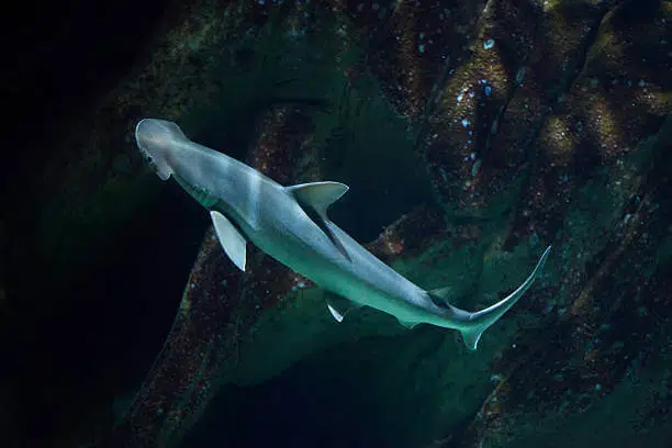 20 Different Types of Sharks Around the World 17 Bonnethead Shark