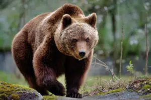 12 Different Types of Bears From Around the World 8 Brown Bear