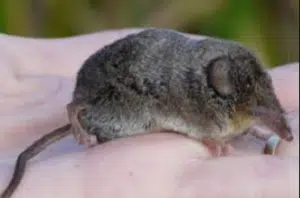 Endangered Species in California You Need to Know 5 Buena Vista Lake Ornate Shrew