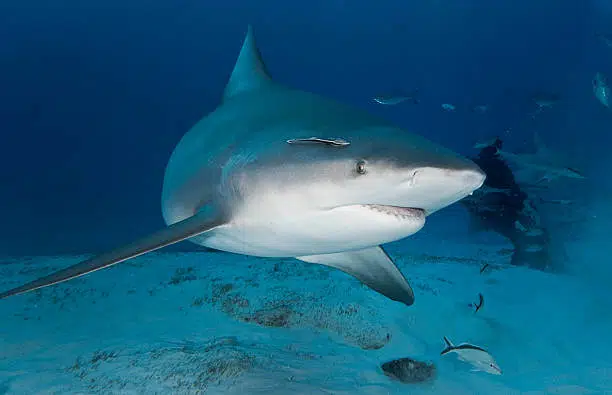 Bull Shark