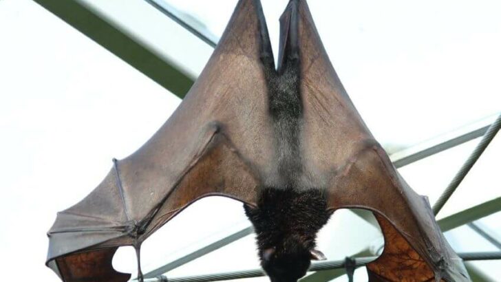 Bulmer's Fruit Bat